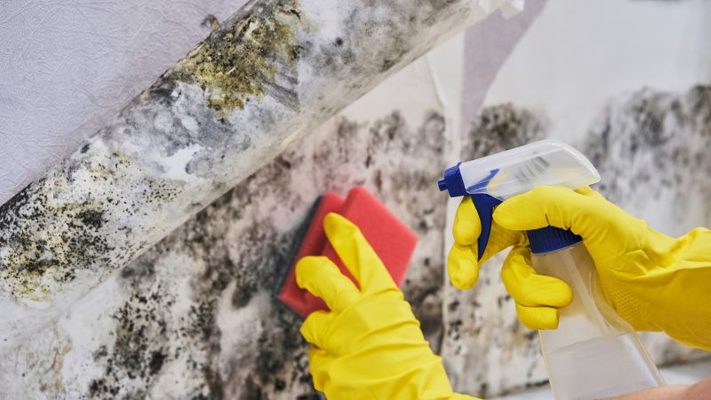 Garage Mold Remediation in Boca Raton, FL