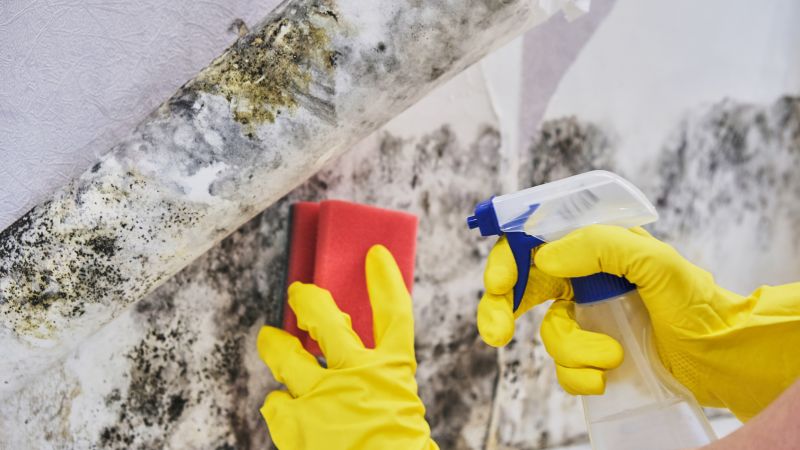 Mold Remediation Service in Essex County, NJ