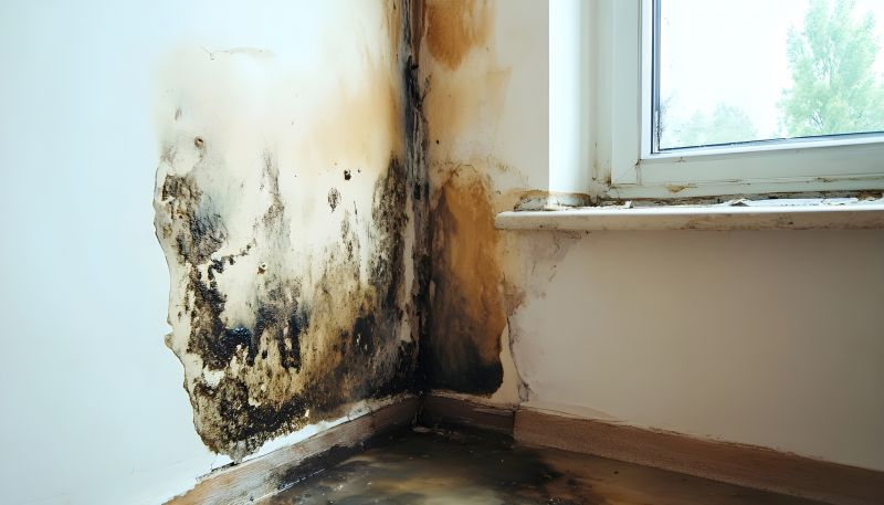 Mold Remediation Service in Jupiter, FL