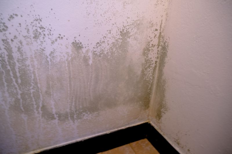 Mold Removal in Essex County, NJ