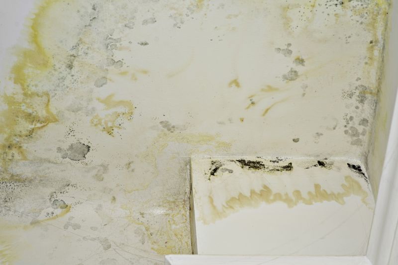 Mold Restoration in Essex County, NJ