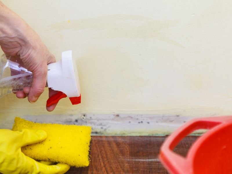 Mold Treatment Service in Fort Worth, TX